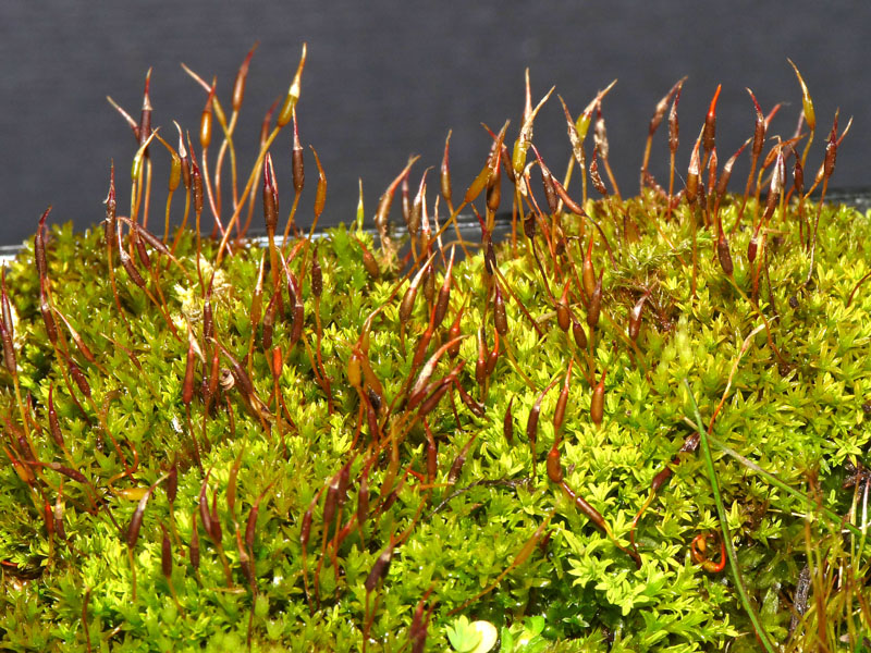 Muschietto... cfr. Barbula unguiculata